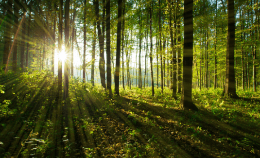 Forêt verdoyante - construction de maisons écologiques à Caen
